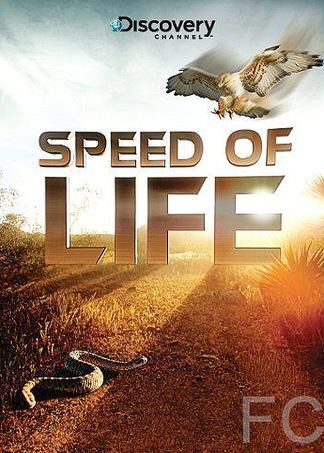 Discovery:   / Speed of Life 