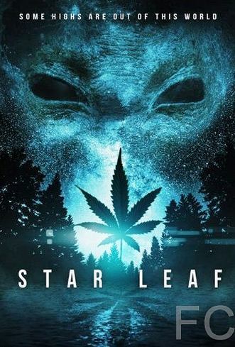   / Star Leaf 