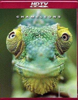 Хамелеоны мира / Chameleons of the world 