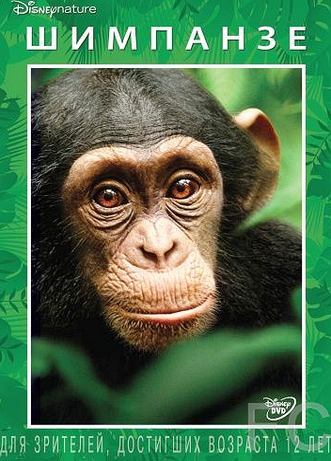  / Chimpanzee 